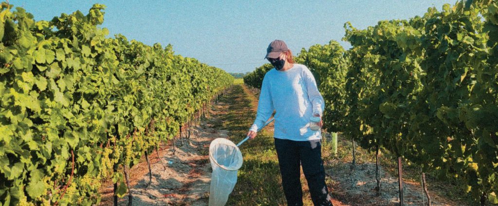 Woman with net and jar in a vineyard