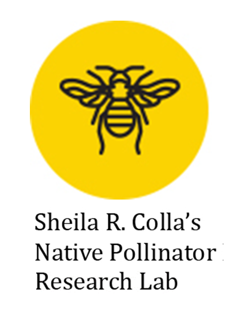 Go to Sheila Colla's Native Pollinator Research Lab