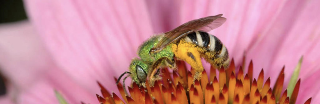 The bicoloured-striped sweat bee (agapostemon virescens) collecting pollen from a purple coneflower (Echinacea purpurea)