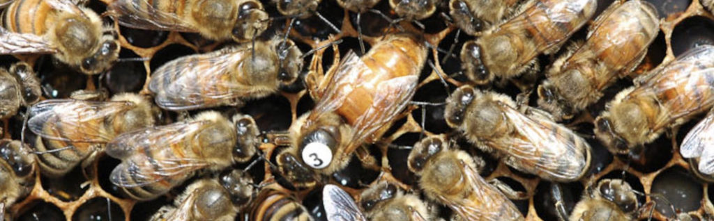 European honey bee (Apis mellifera) marked queen and workers on honeycomb