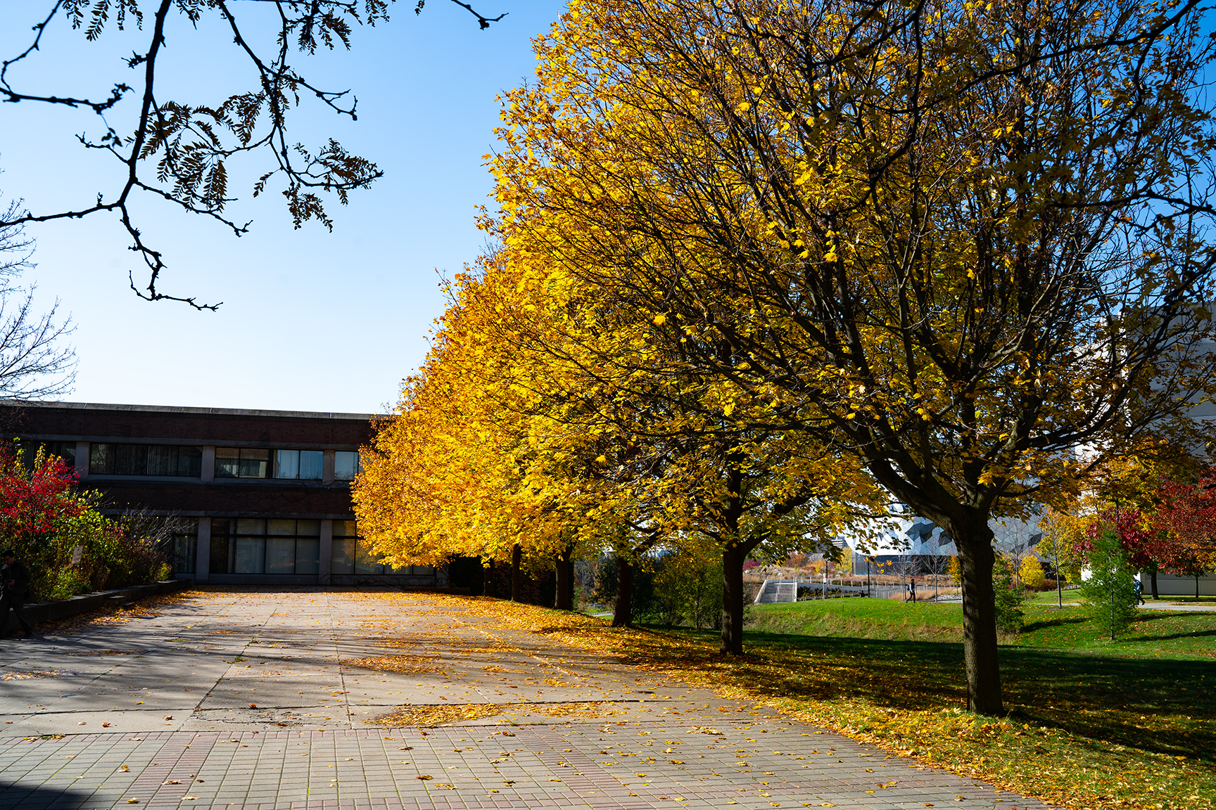 York University COVID-19 update for Fall Academic Term