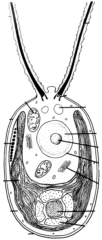 Chlamydomonas diagram