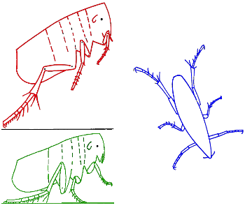 flea jump --take off, in the air, landing