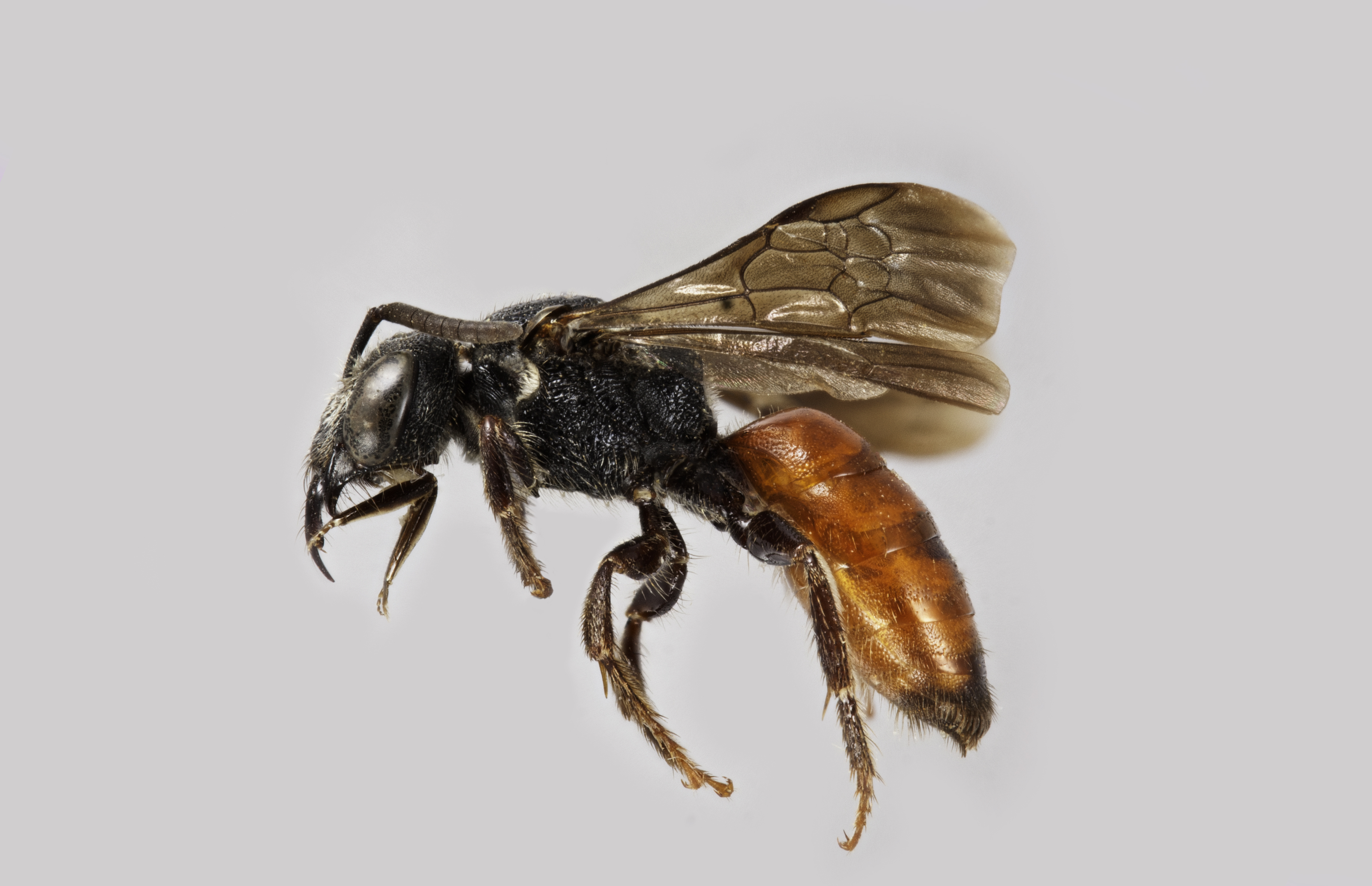Sphecodes Bee Tribes Of The World - Packer Lab - York University