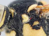 Bee branched hairs around the pronotal lobe
