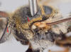 Bee woolly hairs