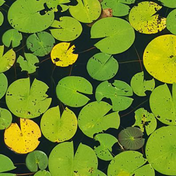 pond lilies floating on the water