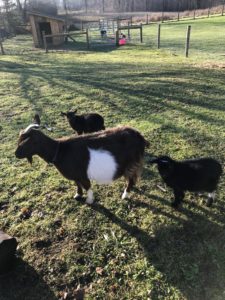 Goats on Carol's hobby farm. A view from her window.