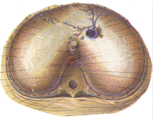 diaphram