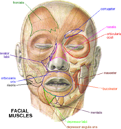 Muscles Of Facial Expression Chart