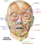facial mucsles - front view