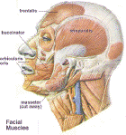 facial muscles - side view