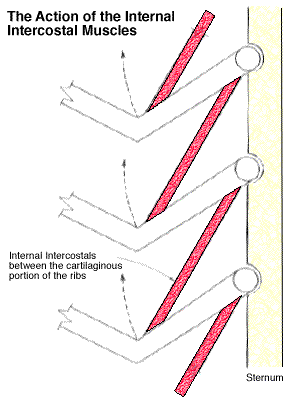 model of the action of the exterior intercostals