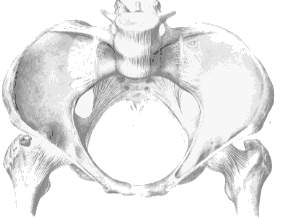 Female Pelvis