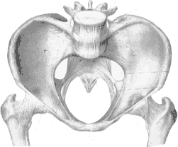 Male Pelvis