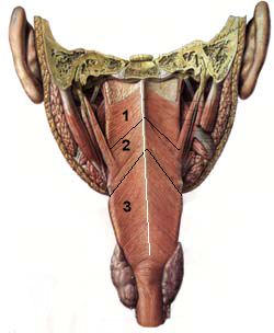 Pharynx