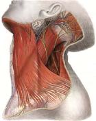 platysma