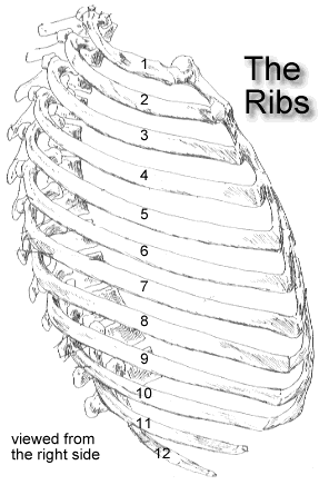 Chart For Ribs