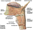 Extrinsic muscles of the tongue