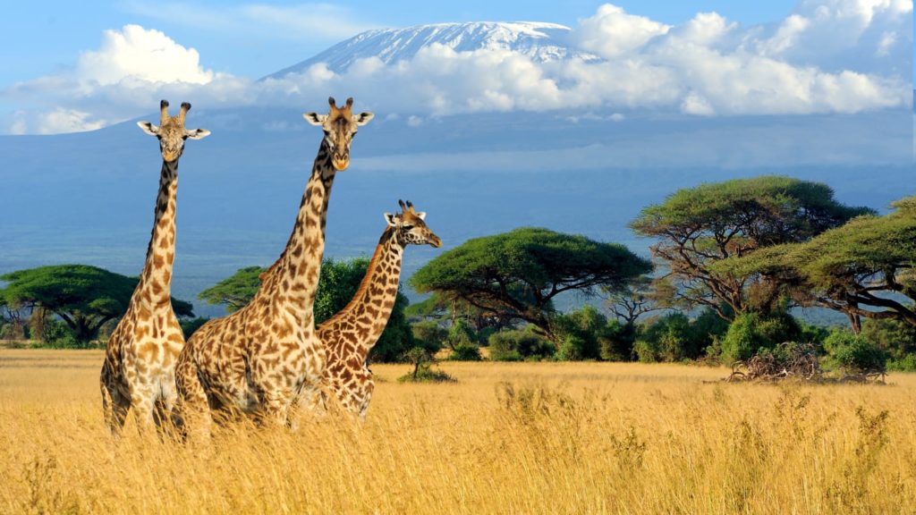 Kenya Giraffes