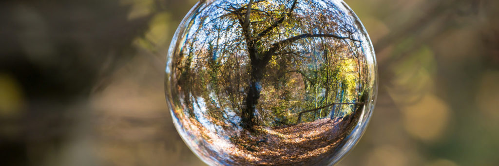 Glass sphere displaying the reflection of a tree in a forested area