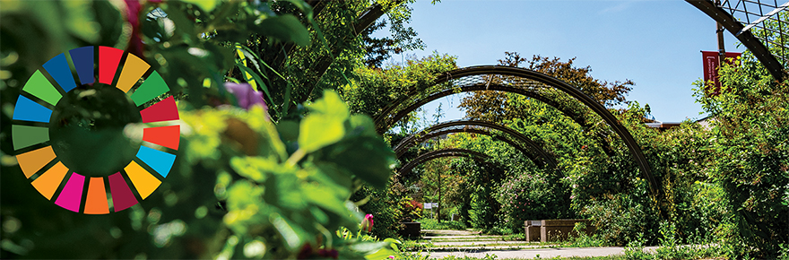 image of the York University Commons pathway in the spring with trees and bushes all lush and green