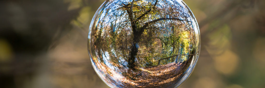 Glass globe reflecting image of a tree in a wooded area