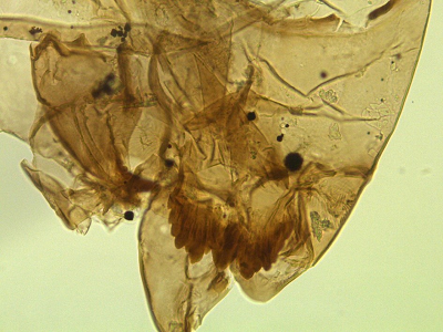Xenochironomus