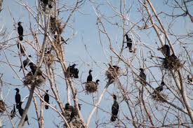 MANAGEMENT OF COLONIAL WATERBIRDS AT TOMMY THOMPSON PARK