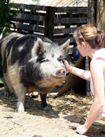 Hog-human relations.