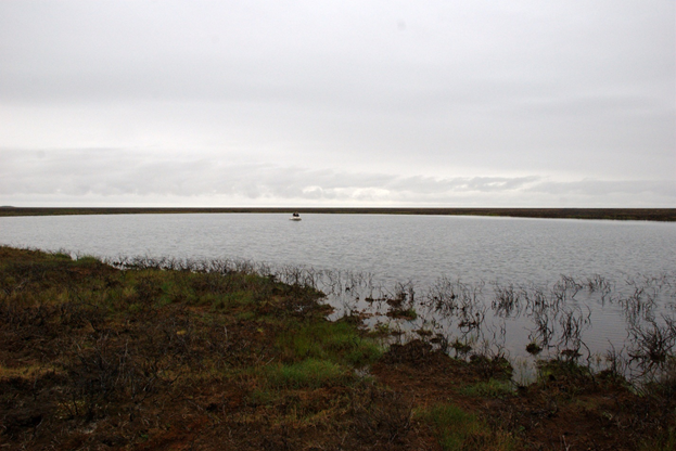 dead vegetation over a lake