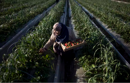 A farmer harvesting food.