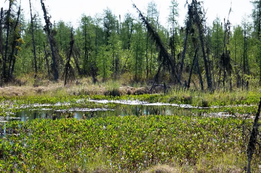 Picture of still water