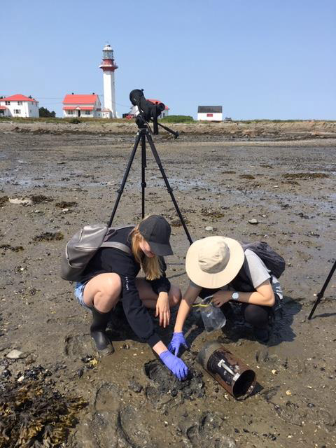 The students assisted their professor by collecting core samples that allowed them to calculate invertebrate density at each site