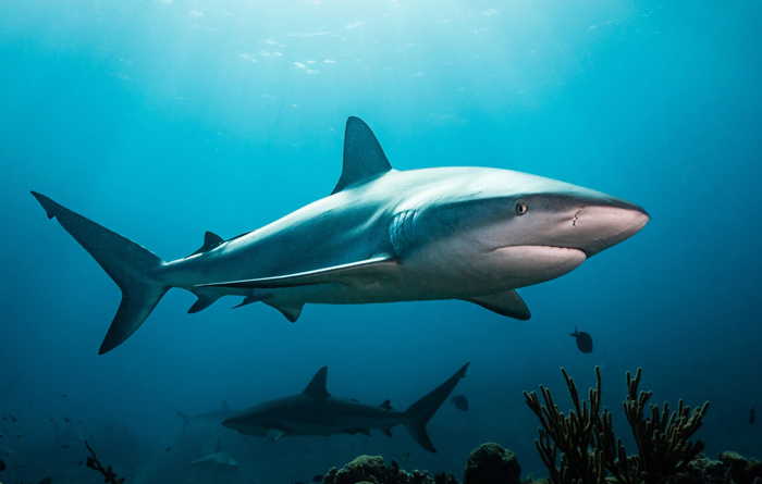 sharks swimming in blue waters