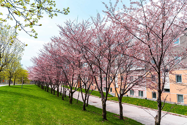 photo of the cherry blossoms outside Calumet residence