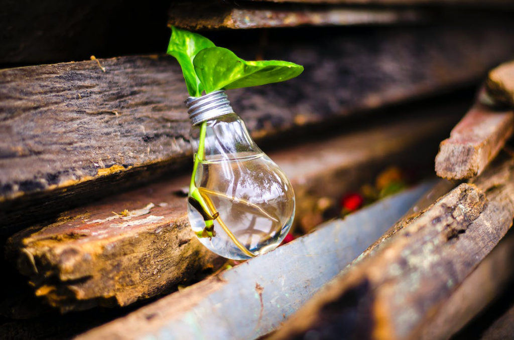 image of an inverted light bulb containing liquid and a plant resting on some wood