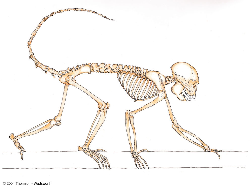 Скелет хвоста. Обезьяна скелет анатомия. Строение скелета шимпанзе. Скелет примата.