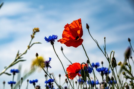 poppy flowers in a field