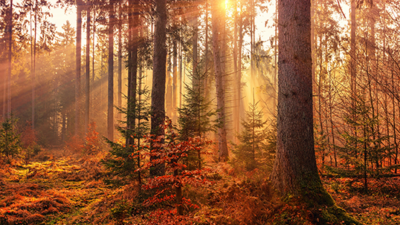 Fall in a forest with trees and sunlight