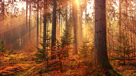 Fall in a forest with trees and sunlight