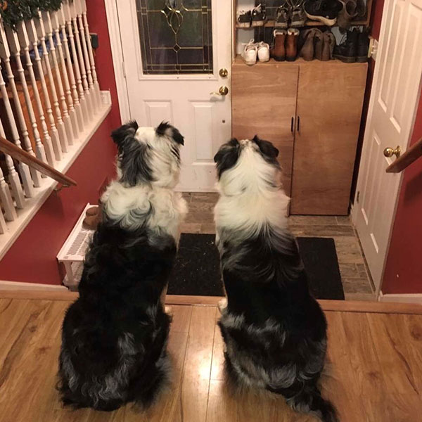 2 dogs staring at the front door by Lindsay LeBlanc