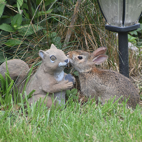 A rabbit interacting with a squirrel garden statue by 5) Norma Elida Detfurth