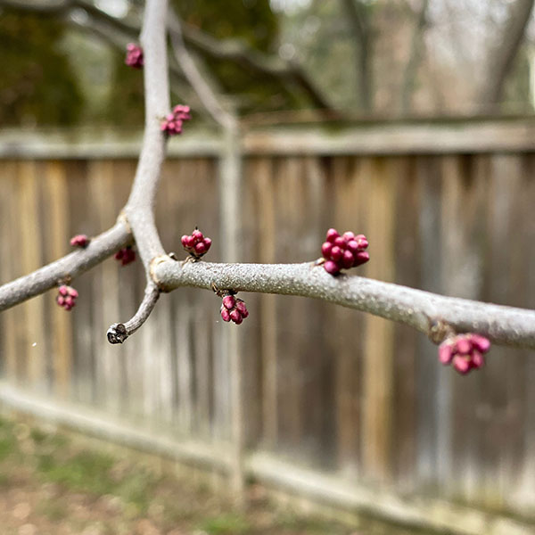 focused image of a tree branch by Tori Harper