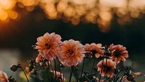 flowers at sunset