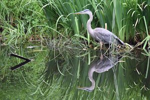 Blue heron bird stands in marsh