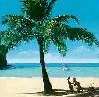 palm tree at beach
