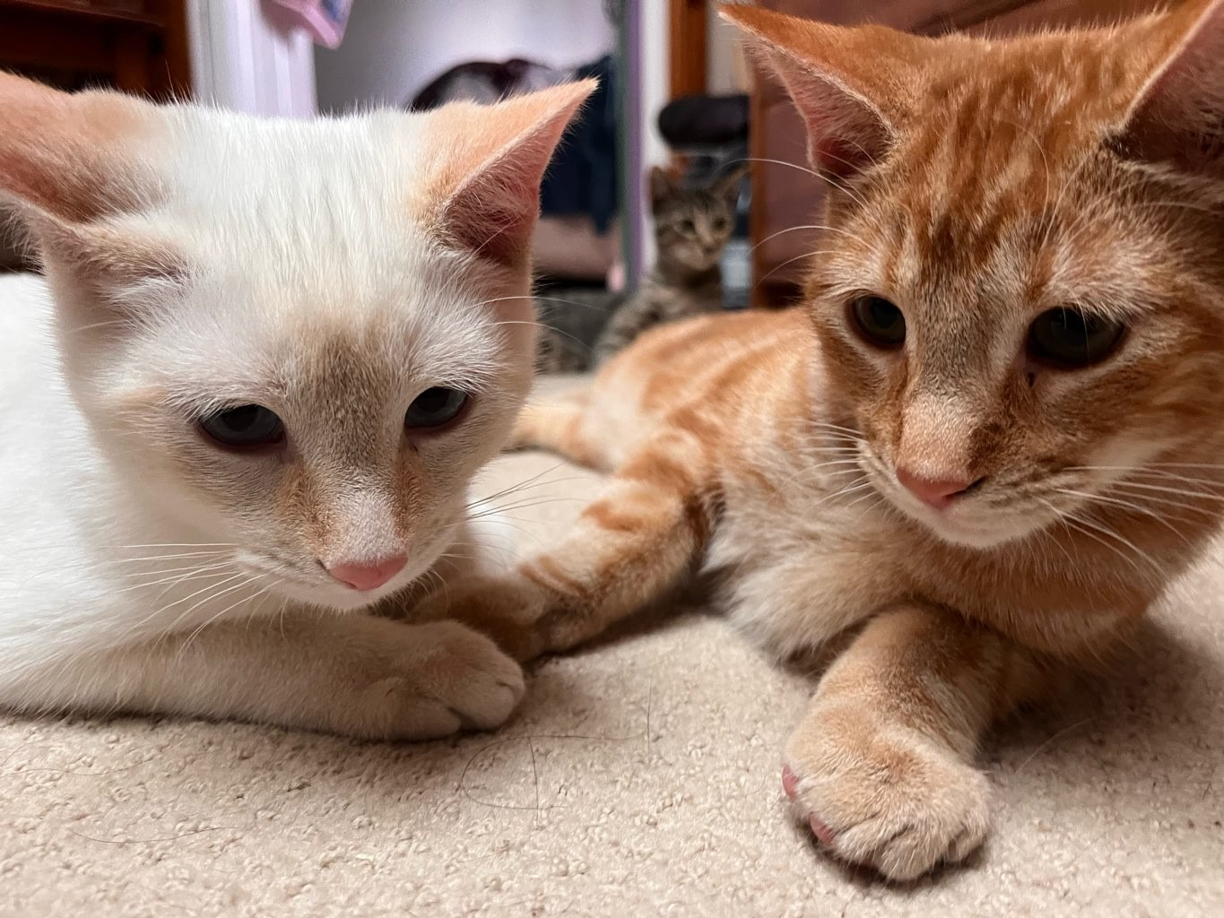 Angel, Willow, and Marigold