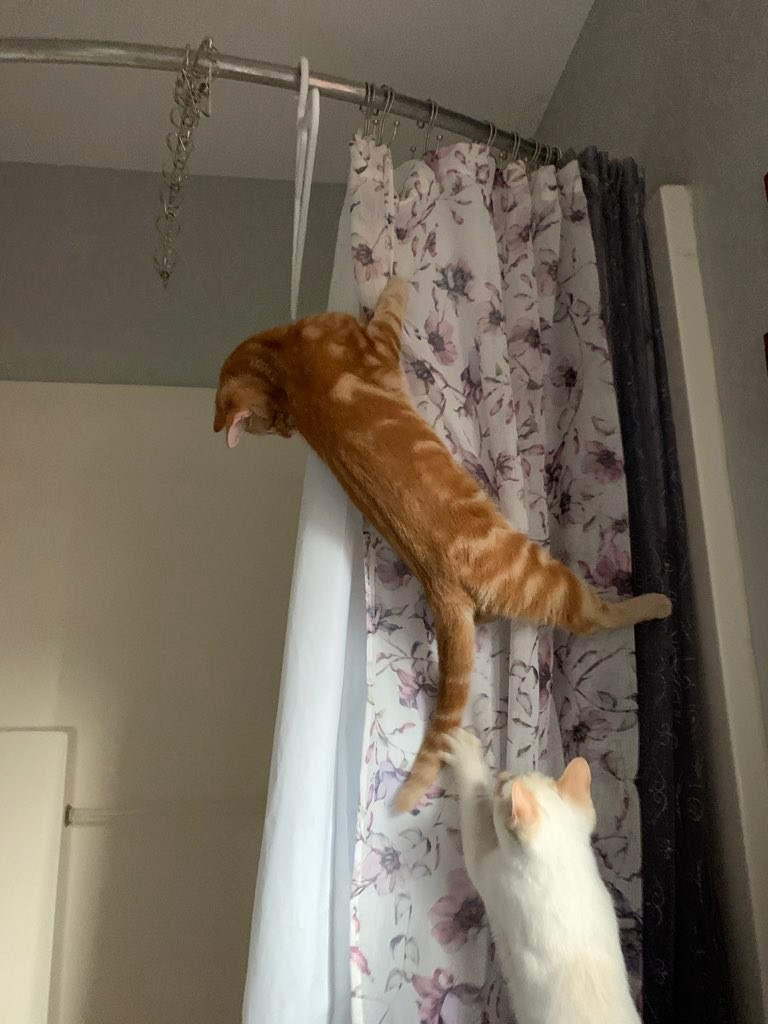 Marigold and Angel