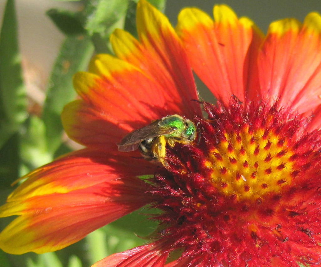 A female metallic green sweat bee - Toronto's official bee